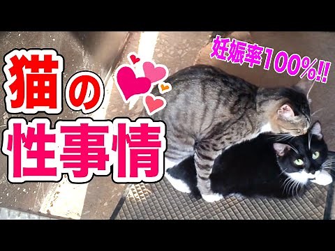 意外と複雑です。野良猫の性事情【求愛・交尾・子殺し】
