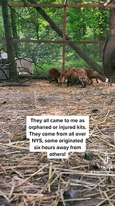 11K views · 1.1K reactions | 力 Update on my ‘22 Red fox rehab...