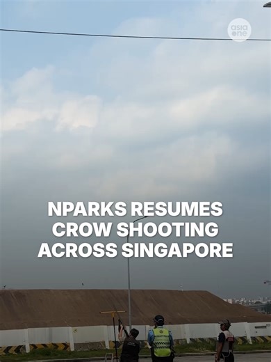 NParks has resumed crow shooting operations across Singapore, starting in March 2026, as part of ongoing efforts to manage the invasive house crow population. With their population around 160,000 and complaints on the rise, the agency says operations will be progressively expanded across multiple districts while refining safety measures. #Singapore #NParks #CrowShooting #UrbanWildlife #WildlifeManagement #AsiaNews