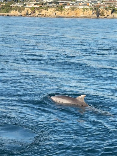 Visit Newport Beach on Reels