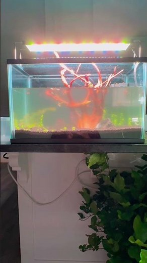 My New 10 Gallon Tank Setup – Day 7 Upgrade 🌿🔥 (Guppy Community!)