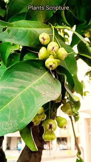 Java Apple|White Jamrul |Java Apple plant | White Jamrul fruit | Wax Apple tree |Java Apple farming