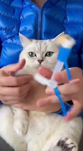 This Trick Makes Giving Cat Pills Shockingly Easy 💊🐱