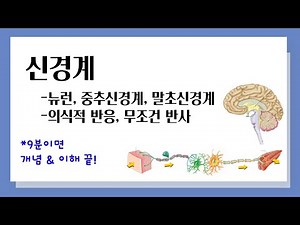 [중3 과학] 신경계 l 뉴런, 중추신경계, 말초신경계 l 의식적 반응, 무조건 반사