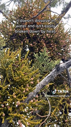 Mistletoe: Holiday Beauty and Ecological Importance