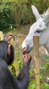 2.8K views · 15 reactions | Best of friends 殺 #RescueAnimals #RescuePets #Adoption #AnimalRescue | Pastor Antonio Menezes | Facebook