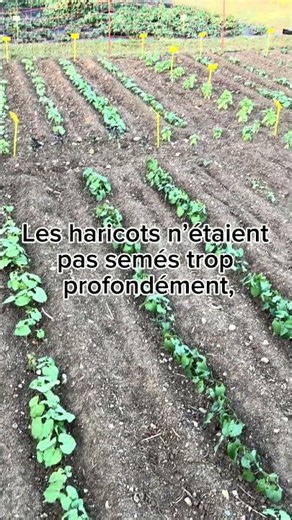 Résultat de notre semis de haricots #jardin #haricots #potager #astuce #result