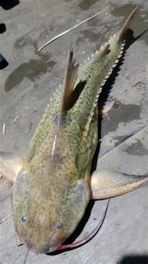 Strange fish caught in abandoned river #shorts!