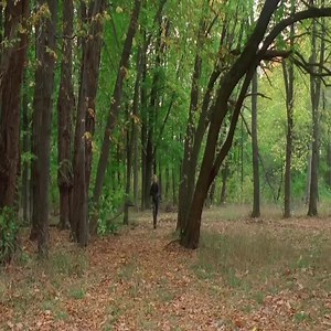 Wow Amazing Movie - Best Movie 2021 | Tree