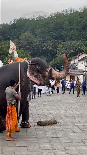 දළදා නමස්කාරය 🙏🤍✨ #elephant #shortvideo