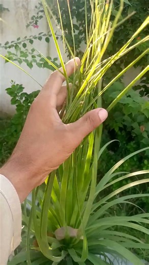 a Pandanus plant, commonly known as Screw Pine.