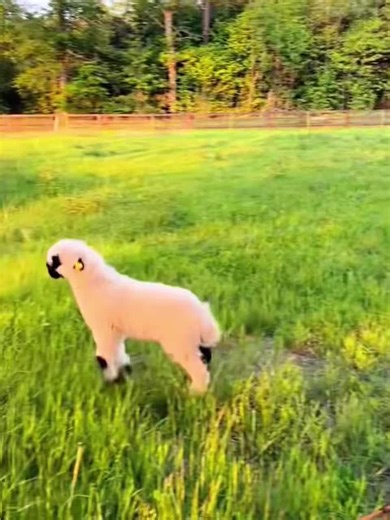 Meet the Adorable Little Lamb That Will Melt Your Heart