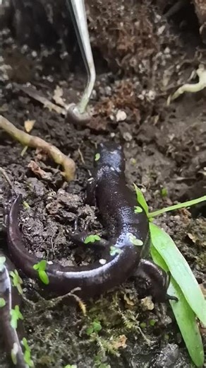 Tritoni crestati si nutrono di un pezzo di lumaca