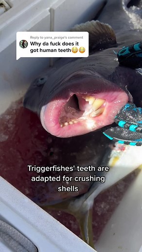 Triggerfish: The Fish With Human-Like Teeth