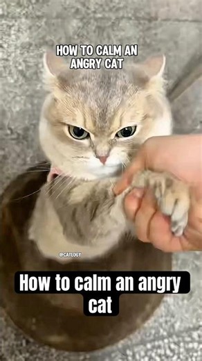 How to calm an angry cat #cat #catlovers #catvideos