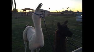 Llama Drama llamas ready for quick appearance at Phoenix horse track
