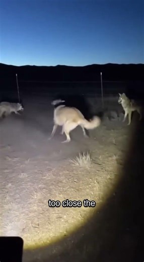 Anatolian Broke the Night Push