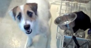 Dog Loves Helping Around The House By Performing Useful Dog Tricks