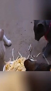 2K views | Cat vs animal #funnycats #funnyanimals #funnypets #cat #catsoftiktok #pet #funnycatvideo | Baliwag Pasalubong Center | Facebook