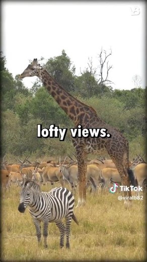 Giraffe vs Okapi | ‪@patrickbell7035‬