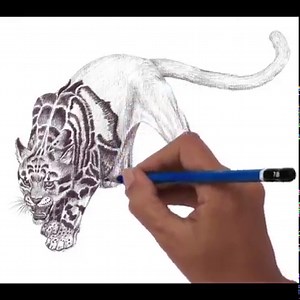 117K views · 2.4K reactions | How To Draw Clouded Leopard For Beginner. by Veri Apriyatno Artist Link: https://linktr.ee/VeriApriyatno ... | DRAWING PENCIL | Facebook