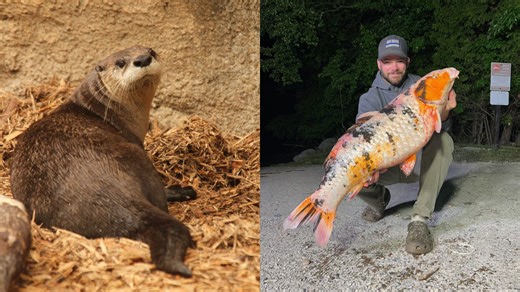 Discover Incredible River and Pond Animals in Action