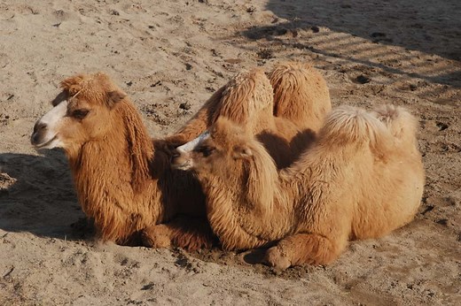 Bactrian Camel