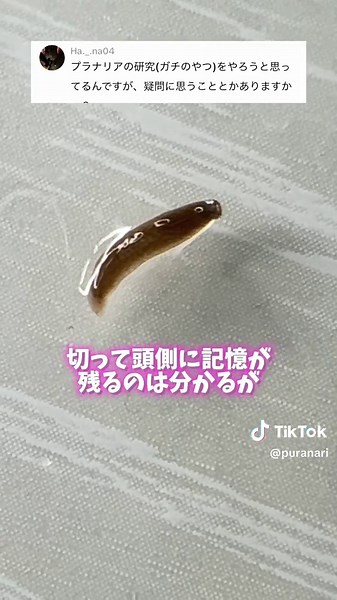 プラナリアの記憶の謎を探る