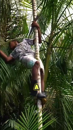 Acai Berry The Amazon Superfruit That Must Be Climb! #Shorts #AcaiBerry #EuterpeOleracea