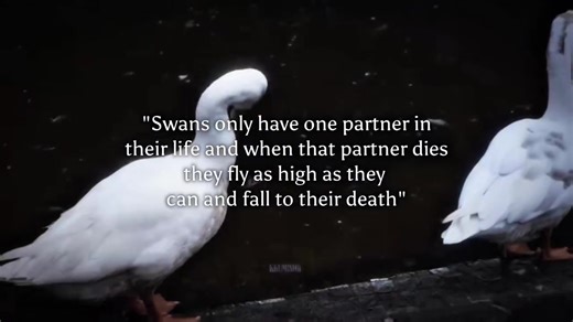 The Heartfelt Loyalty of Swans in Love