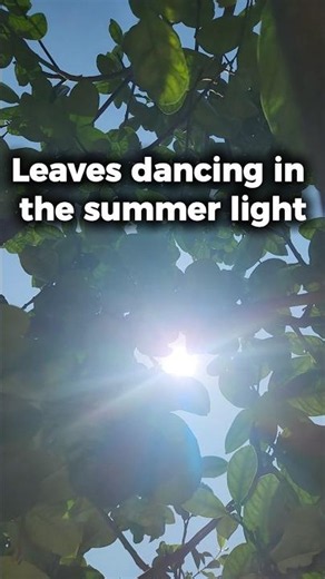 Deuteranopia Vision 💚 Vietnam | Summer Light Through The Leaves ☀️🌿 | ColorSight