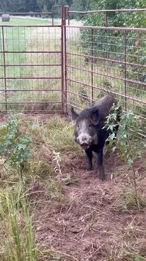 50K views · 850 reactions | The big wild boar walked into the trap!! | Mahadir | Facebook