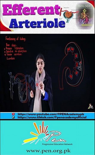 What is efferent arteriole I Function of Kidney I Biology