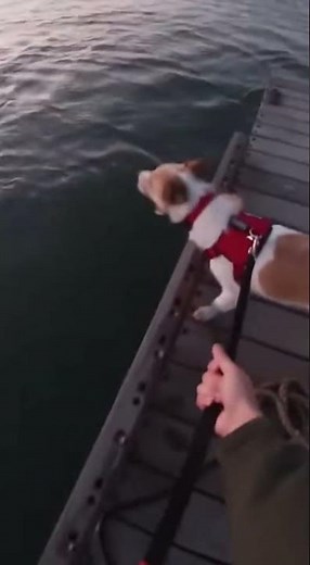 BIG SHARK tries to eat the dog!