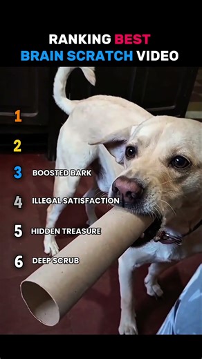 Ranking Best Brain Scratch Video