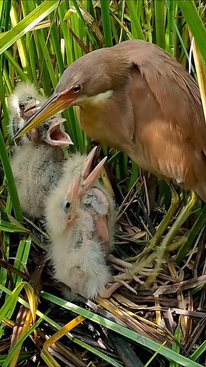16K views · 242 reactions | Baby Birds Bite Mother for Food  #FYP #BabyBirds #BirdFamily #FeedingTime #NatureLovers #AnimalBehavior | Bird bites daily | Facebook