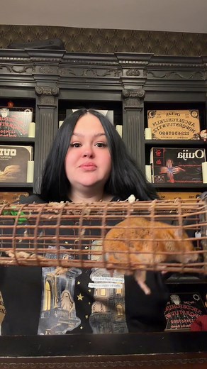 Rescuing a Pregnant Hamster: Setting Up a Safe Nest