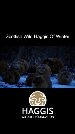 Scottish Wild Haggis Animals Of Winter. #scottish #haggisanimal #scotland #wildlife #WildHaggis #naturelovers #winter #haggis #animals #animallover | Haggis Wildlife Foundation
