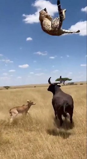 Mama Cow vs Cheetah: Most Unbelievable Wildlife Rescue Ever Caught on Camera