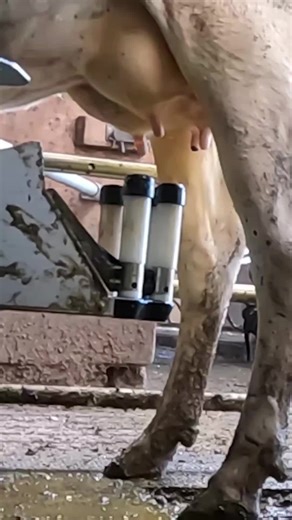 Exploring a Heartwarming Cow Farm Experience