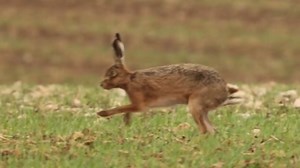 Meet the Wild Hare: Witness Its Natural Behavior in Detail