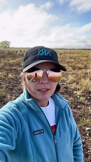 Livestock Guardian Dogs Protecting Sheep from Coyote Attack
