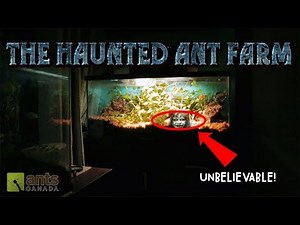 The Haunted Ant Farm (Halloween Special)