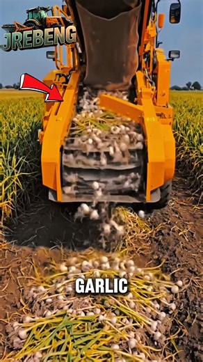 Satisfying Garlic Harvest Machine in Action! Massive Farm Technology at Work #FarmingLife #FarmTech