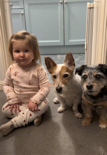 Too pigging cute! 🐷 Theia was so excited to dress up as a pig for World Book Day, and even more thrilled that her doggies were joining her as The Three Little Pigs. @WorldBookDayUK #fyp #worldbookday #threelittlepigs #toddler #dogs
