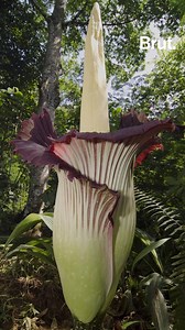 30M views · 214 reactions | The "corpse flower", the "titan's phallus"... This plant goes by several nicknames. Here's why. | Brut nature | Facebook