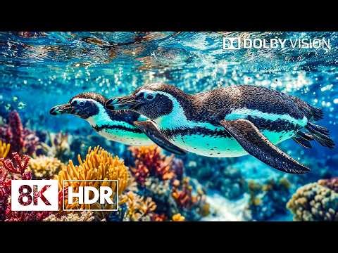 Magnificent Coral Reef Creatures in 8K HDR | Dolby Vision™