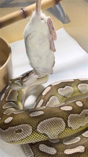 MOCHI | Lesser Axanthic VPI Royal / Ball Python | #strike #short ⚡️🎬 (19.09.25)