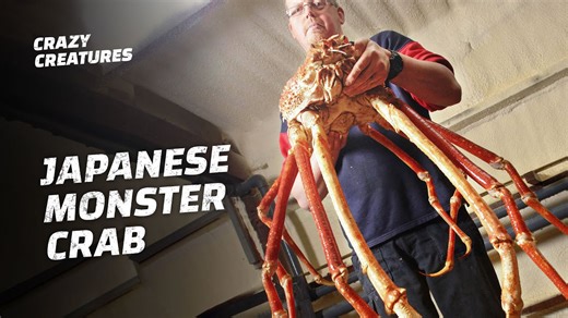 13K views · 103 reactions | Can these Japanese monster crabs hurt YOU?! #CrazyCreatures #NatureIsAmazing #OceanWonders | Crazy Creatures | Facebook
