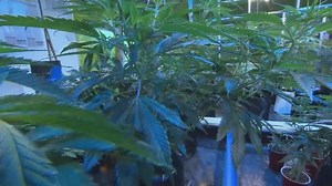 Ohio doctors may now apply to recommend medical marijuana